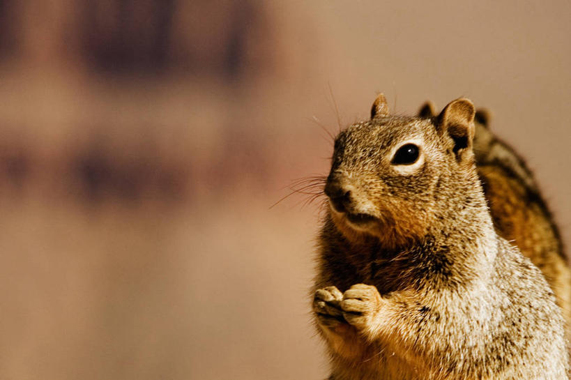 无人,横图,室外,特写,白天,哺乳动物,野生动物,图像,动物,松鼠,两只,概念,摄影,主题,机敏,构图,彩图,时空,脊椎动物亚门