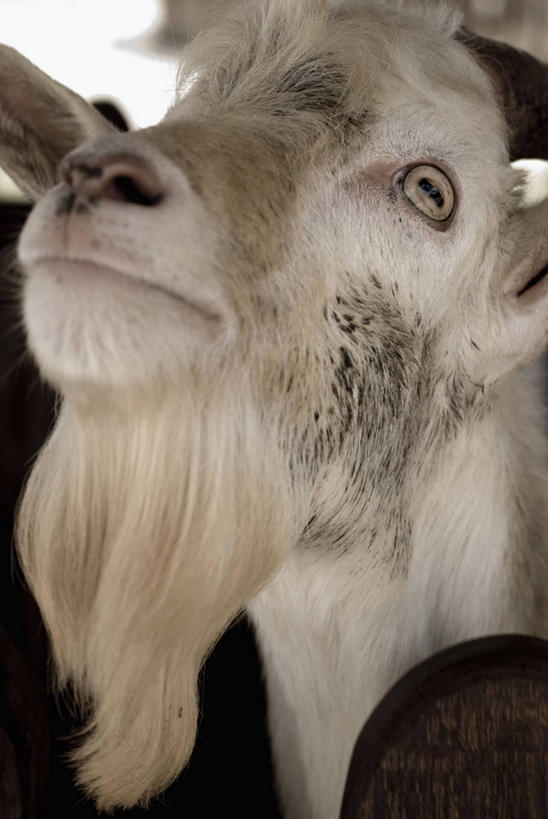 无人,竖图,室外,特写,白天,哺乳动物,野生动物,图像,动物,生物,家畜,摄影,牲畜,食草动物,主题,偶蹄目,构图,山羊,彩图,时空,脊椎动物亚门