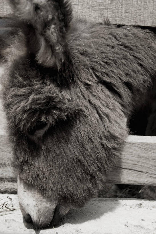 无人,竖图,室外,特写,白天,野生动物,熊,阴影,图像,动物,概念,摄影,主题,美洲黑熊,构图,想法,彩图,时空,动物行为