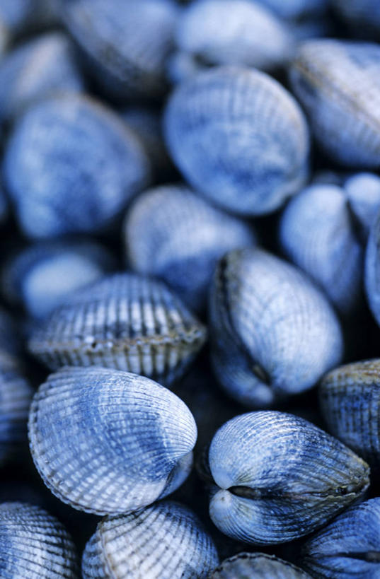海鲜,无人,竖图,俯视,室内,特写,白天,一堆,许多,阴影,堆叠,堆积,反射,影子,很多,蛤蜊,水产,海洋生物,蓝色,蛤,堆,水生动物,海产品,水生物,海底动物,蛤仔,彩图,高角度拍摄