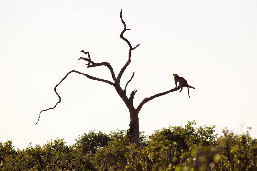 无人,公园,坐,横图,室外,白天,正面,旅游,度假,美景,树林,植物,豹子,野生动物,非洲,博茨瓦纳,景观,枝条,注视,娱乐,树,树木,树枝,一只,绿色,天空,自然,动物,天,观察,看,享受,休闲,景色,放松,生长,成长,观看,察看,国家公园,关注,自然风光,金钱豹,凶猛,文豹,波札那,博茨瓦纳共和国,乔贝国家公园,虬枝,枝杈,残暴,凶残,花豹,豹,坐着,彩图,全身,西北区