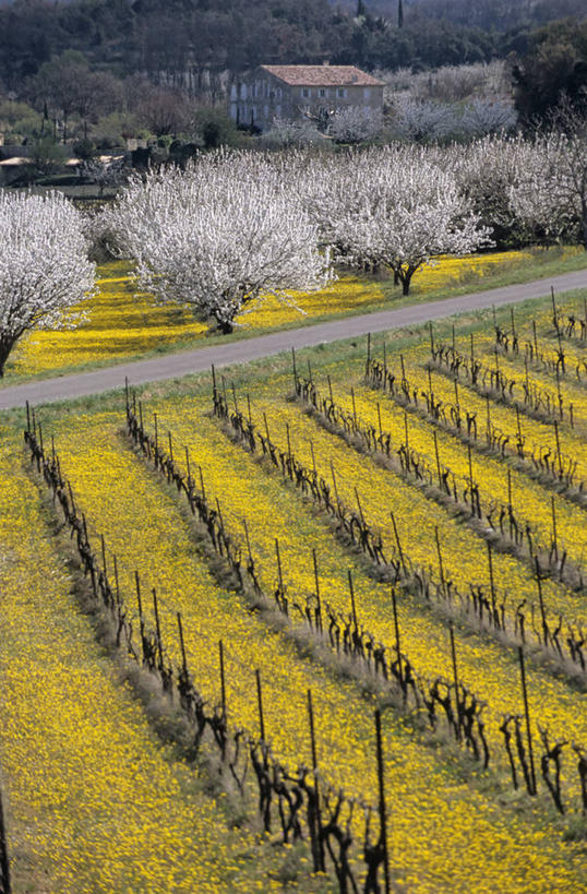 无人,家,果园,竖图,室外,白天,正面,旅游,度假,美景,树林,田园,植物,法国,欧洲,一排,阴影,整齐,并列,并排,光线,影子,房屋,屋子,景观,公寓,娱乐,洋房,楼房,葡萄园,架子,住宅,树,树木,排列,绿色,阳光,自然,庄园,享受,休闲,景色,放松,生长,成长,支撑,固定,西欧,沃克吕兹省,队列,法兰西,自然风光,平行,葡萄架,法兰西共和国,法兰西第五共和国,普罗旺斯.阿尔卑斯.蓝色海岸,普罗旺斯.阿尔卑斯.蓝色海岸大区,彩图,房子,阿普特区,博尼厄