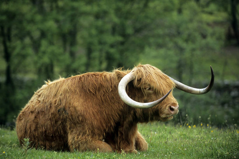 无人,横图,室外,白天,侧面,草地,草坪,美景,树林,植物,牛,英国,欧洲,一头,阴影,朦胧,模糊,光线,影子,景观,注视,苏格兰,草,树,树木,绿色,阳光,自然,动物,观察,看,趴着,家畜,景色,牲畜,生长,成长,观看,察看,西欧,关注,自然风光,大不列颠,大不列颠及北爱尔兰联合王国,苏格兰高地,苏格兰王国,内斯湖,尼斯湖,趴,彩图,全身,大不列颠王国,大英帝国,联合王国,日不落帝国