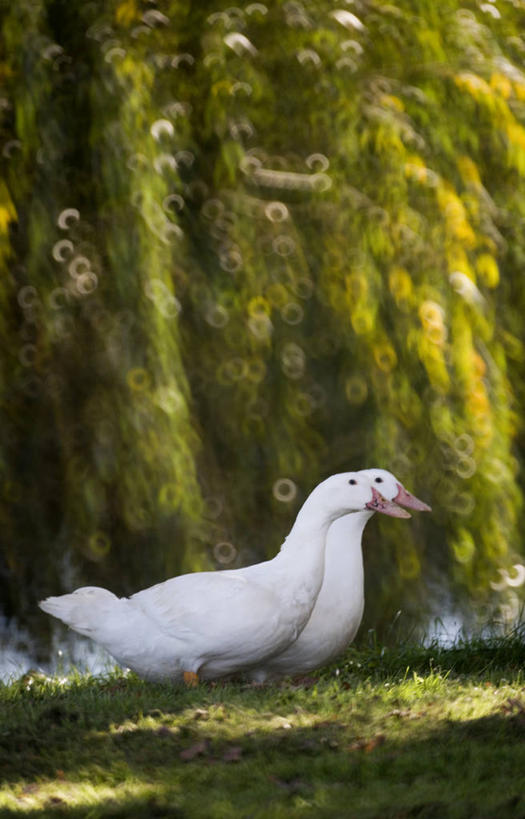 无人,站,竖图,室外,白天,侧面,草地,草坪,美景,树林,植物,鹅,鸟,法国,欧洲,阴影,朦胧,模糊,光线,鸟类,水鸟,影子,景观,注视,草,树,树木,绿色,阳光,自然,观察,看,站着,两只,景色,生长,成长,观看,察看,西欧,关注,法兰西,自然风光,法兰西共和国,阿基坦,法兰西第五共和国,亚魁当,阿基坦大区,站立,彩图,全身,朗德省,蒙德马桑区,加巴尔雷