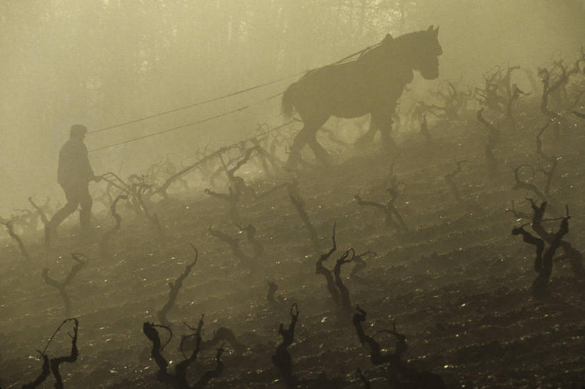 西方人,一个人,农民,果园,走,横图,室外,白天,侧面,美景,田园,雾,马,野生动物,法国,欧洲,欧洲人,仅一个男性,仅一个人,仅一个中年男性,一排,握,服装,朦胧,模糊,整齐,并列,并排,景观,注视,休闲装,葡萄园,一匹,架子,排列,衣服,自然,动物,庄园,观察,看,休闲,休闲服,景色,握着,运输,服饰,牲畜,观看,支撑,固定,迷雾,察看,西欧,队列,关注,法兰西,自然风光,平行,葡萄架,法兰西共和国,卢瓦尔河地区,省会,法兰西第五共和国,昂热,卢瓦尔,卢瓦尔大区,卢瓦尔河大区,安茹,曼恩.卢瓦尔省,男人,男性,中年男性,白种人,大雾,佃农,农场主,农夫,农工,乡下人,小农,庄稼人,步行,散步,走路,彩图,全身