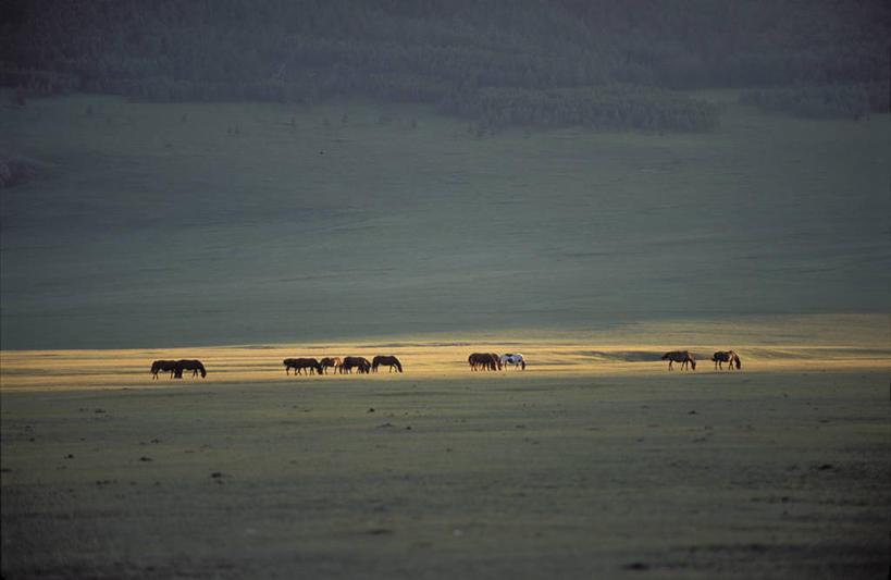 无人,站,吃,横图,室外,白天,正面,旅游,度假,草地,草坪,美景,植物,道路,路,马,野生动物,蒙古,亚洲,阴影,光线,影子,景观,小路,交通,注视,娱乐,草,绿色,阳光,自然,动物,低头,观察,看,站着,享受,休闲,景色,放松,运输,牲畜,观看,察看,关注,自然风光,东亚,垂头,草原之国,蒙古国,外蒙,外蒙古,嚼,食,站立,彩图,全身,后杭爱盟,后杭爱省