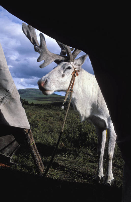 无人,家,农场,站,竖图,室外,白天,正面,旅游,度假,幸福,畜牧业,牧场,草地,草坪,美景,植物,哺乳动物,鹿,野生动物,蒙古,亚洲,阴影,光线,影子,帐篷,房屋,屋子,景观,云,云朵,云彩,注视,文化,娱乐,传统,住宅,草,一只,蓝色,绿色,白云,蓝天,天空,阳光,自然,动物,天,观察,看,站着,享受,休闲,景色,便捷,放松,可爱,活泼,晴朗,观看,吉祥,察看,便利,关注,自然风光,东亚,蒙古包,畜牧,毡房,牧业,进取,角鹿,草原之国,蒙古国,外蒙,外蒙古,库苏古尔省,晴空,驯鹿,站立,半身,彩图,房子,小屋,毡包,穹庐,毡帐