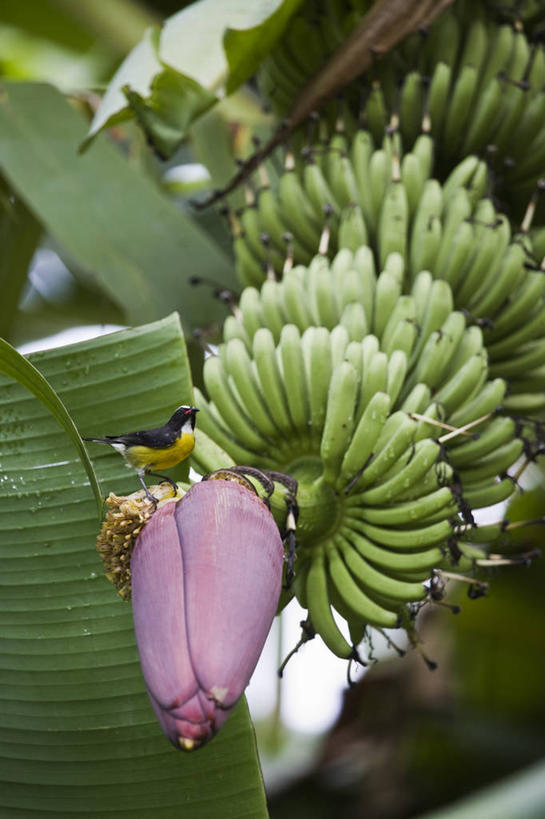 无人,站,竖图,室外,特写,白天,侧面,纯洁,美景,鸟,香蕉,水果,法国,欧洲,阴影,新鲜,盛开,光线,鸟类,影子,景观,生食,食品,果实,美丽,花蕾,注视,花,花瓣,花朵,鲜花,食物,一只,阳光,自然,花苞,花蕊,观察,看,站着,景色,有机食品,绿色食品,观看,察看,庄重,西欧,关注,法兰西,自然风光,含蓄,法兰西共和国,高洁,法兰西第五共和国,含笑花,含笑梅,含笑美,山节子,香蕉花,矜持,唐黄心树,马提尼克,马提尼克岛,甘蕉,站立,彩图,全身,含笑