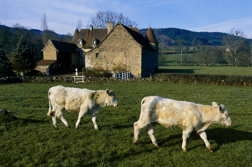 无人,家,农场,站,横图,室外,白天,侧面,旅游,度假,畜牧业,牧场,草地,草坪,美景,植物,牛,法国,欧洲,两头,阴影,光线,影子,房屋,屋子,景观,云,云朵,云彩,注视,娱乐,楼房,住宅,草,树,树木,蓝色,绿色,白色,白云,蓝天,天空,阳光,自然,动物,天,观察,看,站着,享受,休闲,家畜,景色,放松,牲畜,生长,晴朗,成长,观看,察看,勃艮第,西欧,关注,法兰西,自然风光,畜牧,法兰西共和国,牧业,法兰西第五共和国,勃艮第大区,索恩.卢瓦尔省,晴空,站立,彩图,全身,房子