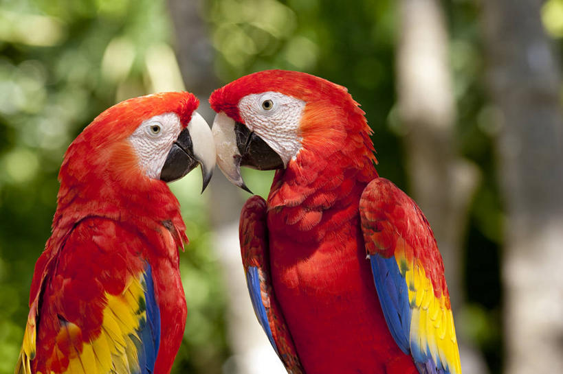 无人,站,横图,室外,白天,正面,美景,植物,鸟,鹦鹉,墨西哥,阴影,朦胧,模糊,光线,鸟类,影子,景观,注视,树,树木,红色,绿色,阳光,自然,动物,观察,看,站着,两只,景色,可爱,活泼,生长,成长,观看,察看,金刚鹦鹉,北美,北美洲,关注,自然风光,美洲,尤卡坦半岛,尤卡坦州,北亚美利加洲,亚美利加洲,墨西哥合众国,仙人掌王国,绯红金刚鹦鹉,红黄金刚鹦鹉,五彩金刚鹦鹉,观赏鸟,加敦半岛,犹加敦,站立,半身,彩图