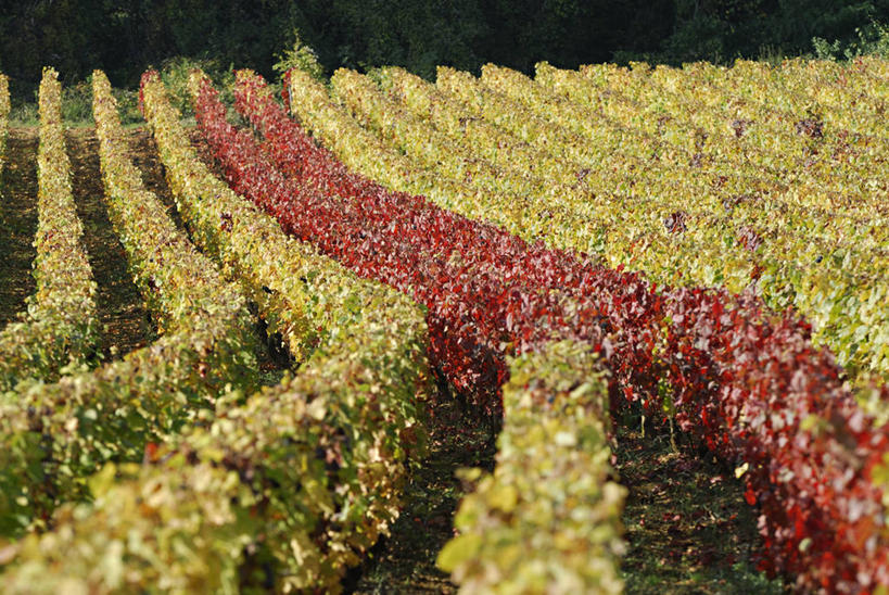 无人,果园,横图,俯视,室外,白天,旅游,度假,美景,田园,法国,欧洲,一排,阴影,整齐,并列,并排,光线,影子,景观,娱乐,葡萄园,架子,排列,阳光,自然,庄园,享受,休闲,景色,放松,支撑,固定,勃艮第,西欧,队列,法兰西,自然风光,平行,葡萄架,法兰西共和国,法兰西第五共和国,勃艮第大区,科多尔省,彩图,高角度拍摄