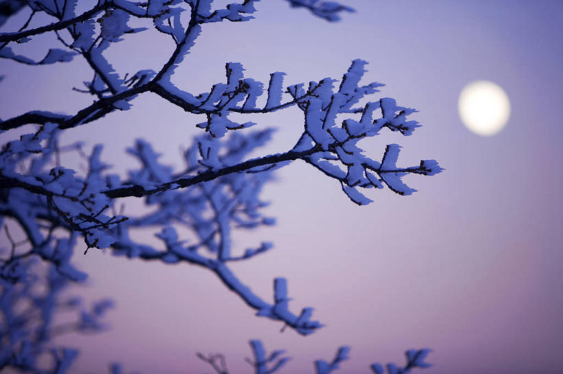 无人,横图,室外,白天,仰视,日出,美景,太阳,植物,法国,欧洲,吊挂,悬挂,朦胧,模糊,清澈,景观,枝条,朝霞,晨曦,黎明,挂,霜,树,树木,树枝,绿色,阳光,自然,景色,寒冷,生长,成长,冰冷,西欧,沃克吕兹省,法兰西,自然风光,法兰西共和国,法兰西第五共和国,严寒,冰凉,酷寒,凛冽,凛凛,极冷,虬枝,枝杈,清亮,普罗旺斯.阿尔卑斯.蓝色海岸,普罗旺斯.阿尔卑斯.蓝色海岸大区,朝阳,彩图,低角度拍摄,卯时,破晓,日始,吕贝隆山区