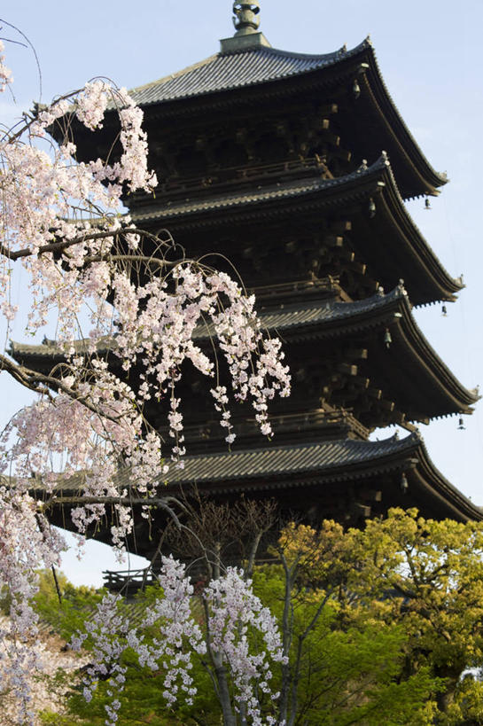 无人,寺庙,竖图,室外,白天,仰视,旅游,度假,幸福,纯洁,名胜古迹,植物,标志建筑,地标,建筑,樱花,京都,日本,亚洲,阴影,节日,遗迹,盛开,光线,影子,塔,枝条,花蕾,古迹,文化,文物,娱乐,建设,古建筑,宝塔,佛塔,花,花瓣,花朵,鲜花,树,树木,树枝,粉色,蓝色,绿色,蓝天,天空,阳光,自然,庙宇,天,花苞,花蕊,祈祷,享受,休闲,健康,旅游胜地,放松,许愿,宗教,佛教,信仰,京都府,生长,晴朗,成长,等待,纪念,祈求,生命,古文明,东亚,本州,万里无云,本州岛,日本国,近畿地方,近畿,仙樱花,福岛樱,青肤樱,高尚,热烈,释教,浮图,浮屠,虬枝,枝杈,东寺,教王护国寺,平安,晴空,晴空万里,荆桃,彩图,低角度拍摄,庙,寺,塔婆,浮图塔,浮头,佛图
