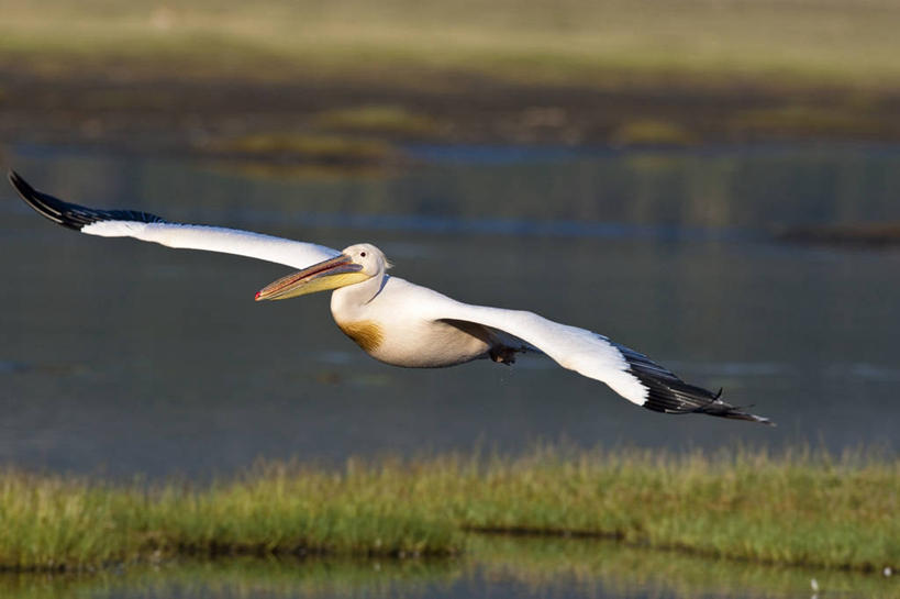 无人,公园,横图,室外,白天,正面,旅游,度假,草地,草坪,湖,湖泊,美景,水,植物,鸟,非洲,肯尼亚,飞翔,伸展,张开,展翅,阴影,波纹,朦胧,模糊,飞行,光线,翅膀,鸟类,影子,湖面,景观,水流,水面,涟漪,翱翔,娱乐,飞,草,一只,绿色,倒影,水纹,阳光,自然,波浪,湖水,享受,休闲,景色,放松,倒映,国家公园,自然风光,鹈鹕,张开翅膀,塘鹅,首府,水晕,阿非利加洲,白鹈鹕,肯尼亚共和国,反照,纳库鲁湖国家公园,展开翅膀,裂谷省,纳库鲁,彩图,全身