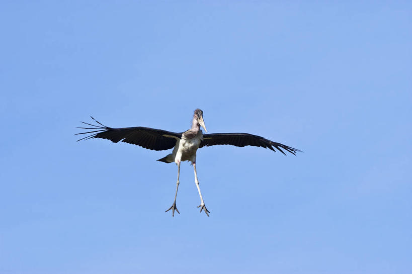 无人,公园,横图,室外,白天,仰视,旅游,度假,美景,鸟,非洲,肯尼亚,飞翔,伸展,张开,展翅,阴影,飞行,光线,翅膀,鸟类,影子,景观,翱翔,娱乐,飞,一只,蓝色,蓝天,天空,阳光,自然,天,享受,休闲,景色,放松,晴朗,鹳,国家公园,自然风光,张开翅膀,万里无云,阿非利加洲,肯尼亚共和国,马赛马拉国家公园,展开翅膀,非洲秃鹳,秃鹳,晴空,晴空万里,彩图,低角度拍摄,全身,马赛马拉,马赛马拉国家保护区,马赛马拉国家野生动物保护区