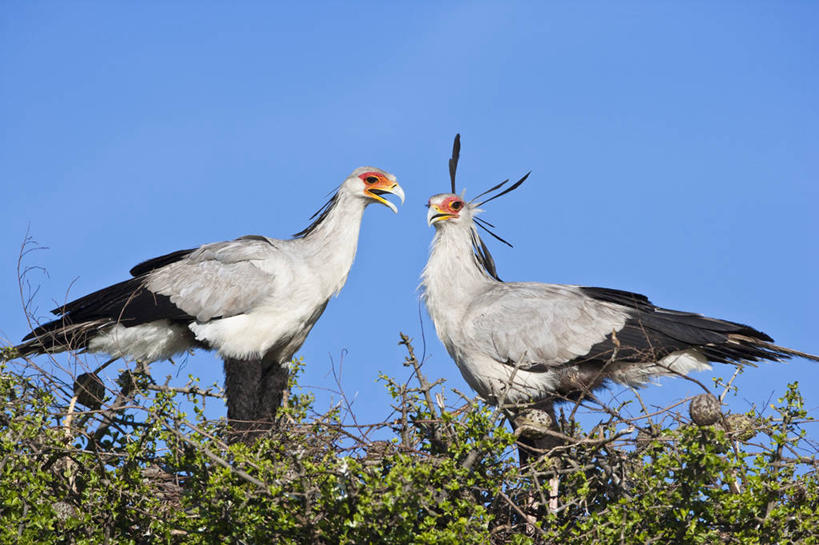 无人,公园,站,横图,室外,白天,仰视,旅游,度假,美景,植物,鸟,野生动物,非洲,肯尼亚,阴影,光线,鸟类,影子,景观,枝条,扭头,注视,娱乐,树,树木,树枝,蓝色,绿色,蓝天,天空,阳光,自然,动物,天,观察,看,站着,转头,两只,享受,休闲,景色,放松,生长,晴朗,成长,观看,察看,国家公园,关注,自然风光,凶猛,万里无云,阿非利加洲,鹭鹰,秘书鸟,蛇鹫,肯尼亚共和国,马赛马拉国家公园,虬枝,枝杈,残暴,凶残,晴空,晴空万里,站立,彩图,低角度拍摄,全身,马赛马拉,马赛马拉国家保护区,马赛马拉国家野生动物保护区