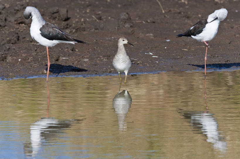 无人,公园,站,横图,室外,白天,正面,旅游,度假,美景,鸟,非洲,肯尼亚,三只,波纹,鸟类,池塘,景观,水池,涟漪,注视,娱乐,倒影,水纹,自然,波浪,观察,看,站着,享受,休闲,景色,放松,观看,察看,倒映,国家公园,关注,自然风光,长脚鹬,水晕,阿非利加洲,鹬,肯尼亚共和国,马赛马拉国家公园,反照,黑翅长脚鹬,站立,彩图,全身,马赛马拉,马赛马拉国家保护区,马赛马拉国家野生动物保护区,红腿娘子