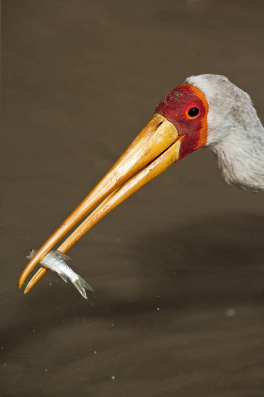 头,嘴,无人,公园,竖图,室外,特写,白天,侧面,旅游,度假,河流,美景,水,鸟,非洲,肯尼亚,咬,阴影,波纹,朦胧,模糊,光线,鹤,鸟类,鱼,影子,河水,景观,水流,涟漪,注视,娱乐,鱼类,倒影,水纹,阳光,自然,波浪,观察,看,两只,享受,休闲,景色,放松,观看,咬着,察看,倒映,国家公园,关注,自然风光,水晕,阿非利加洲,肯尼亚共和国,马赛马拉国家公园,反照,黄嘴鹮鹳,头部,口,口腔,嘴巴,嘴唇,半身,彩图,马赛马拉,马赛马拉国家保护区,马赛马拉国家野生动物保护区