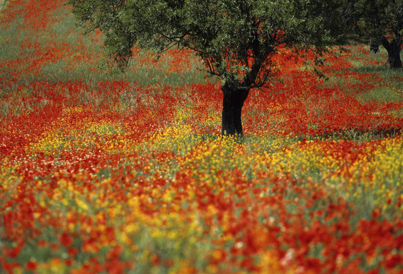 无人,横图,室外,白天,正面,旅游,度假,草地,草坪,花海,花圃,美景,植物,罂粟,叶子,法国,欧洲,阴影,盛开,光线,影子,景观,草药,花蕾,娱乐,中药,草,花,花瓣,花朵,花卉,鲜花,树,树木,红色,绿色,阳光,自然,花丛,花束,花田,花苞,花蕊,享受,休闲,景色,放松,生长,成长,毒品,西欧,法兰西,自然风光,药材,中草药,艾克斯,中药材,本草,法兰西共和国,止痛,镇静,安眠,红罂粟,法兰西第五共和国,普罗旺斯.阿尔卑斯.蓝色海岸,普罗旺斯.阿尔卑斯.蓝色海岸大区,罗讷河口省,罗讷河口,罂粟花,米囊花,彩图,普罗旺斯地区艾克斯