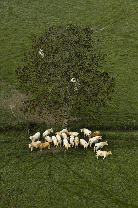 无人,农场,站,竖图,俯视,航拍,室外,白天,旅游,度假,畜牧业,牧场,草地,草坪,美景,植物,牛,法国,欧洲,一群,许多,阴影,光线,影子,景观,很多,娱乐,草,树,树木,绿色,阳光,自然,动物,站着,享受,休闲,家畜,景色,放松,牲畜,生长,成长,勃艮第,西欧,鸟瞰,法兰西,自然风光,畜牧,法兰西共和国,牧业,法兰西第五共和国,勃艮第大区,索恩.卢瓦尔省,站立,彩图,高角度拍摄,全身