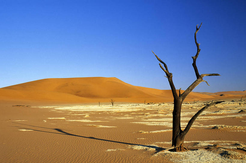 无人,公园,横图,室外,白天,正面,旅游,度假,美景,沙漠,植物,非洲,纳米比亚,阴影,光线,纹路,纹理,影子,景观,娱乐,树,树木,蓝色,绿色,蓝天,天空,阳光,自然,天,享受,休闲,景色,放松,生长,晴朗,成长,国家公园,自然风光,万里无云,肌理,纳米比亚共和国,纳米布沙漠,纳米布.诺克卢福国家公园,纳米比沙漠,大漠,砂漠,晴空,晴空万里,彩图