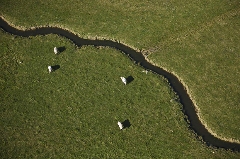无人,农场,站,横图,俯视,航拍,室外,白天,旅游,度假,畜牧业,牧场,草地,草坪,美景,植物,牛,法国,欧洲,两头,阴影,光线,影子,景观,娱乐,草,绿色,阳光,自然,动物,站着,享受,休闲,家畜,景色,放松,牲畜,西欧,鸟瞰,法兰西,自然风光,畜牧,法兰西共和国,首府,牧业,法兰西第五共和国,卡昂,下诺曼底,下诺曼底大区,卡尔瓦多斯省,站立,彩图,高角度拍摄,全身,卡布尔