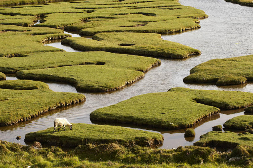 无人,站,横图,俯视,室外,白天,旅游,度假,草地,草坪,海浪,海洋,美景,植物,羊,英国,欧洲,阴影,光线,影子,景观,浪花,娱乐,苏格兰,草,一只,绿色,阳光,自然,海水,动物,站着,享受,休闲,家畜,景色,放松,牲畜,西欧,自然风光,大不列颠,海景,大不列颠及北爱尔兰联合王国,苏格兰王国,外赫布里底群岛,大海,风浪,海,海水的波动,近岸浪,涌浪,绵羊,站立,彩图,高角度拍摄,全身,刘易斯和哈里斯岛,大不列颠王国,大英帝国,联合王国,日不落帝国,哈里斯岛
