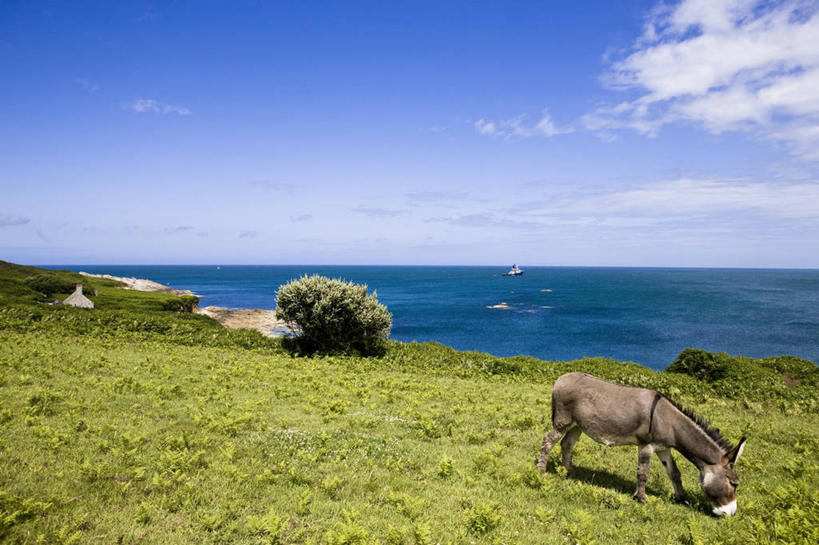 无人,站,吃,横图,室外,白天,正面,旅游,度假,草地,草坪,海浪,海洋,美景,树林,植物,法国,欧洲,景观,浪花,水平线,云,云朵,辽阔,海平线,云彩,注视,娱乐,一匹,草,树,树木,蓝色,绿色,白云,蓝天,天空,自然,海水,动物,天,低头,观察,看,站着,享受,休闲,广阔,家畜,景色,放松,牲畜,生长,晴朗,成长,观看,一望无际,察看,西欧,关注,法兰西,自然风光,驴,海景,法兰西共和国,法兰西第五共和国,垂头,驴子,无边无际,一马平川,下诺曼底,下诺曼底大区,芒什省,大海,风浪,海,海水的波动,近岸浪,涌浪,晴空,嚼,食,站立,彩图,全身,水天相接,水天一线,科唐坦半岛