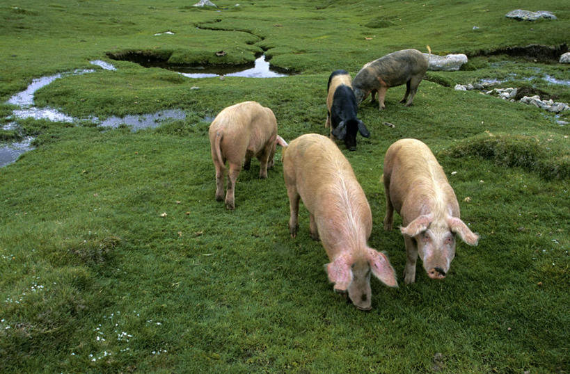 无人,农场,站,吃,横图,俯视,室外,白天,旅游,度假,畜牧业,牧场,草地,草坪,美景,植物,猪,法国,欧洲,阴影,光线,影子,景观,注视,娱乐,草,绿色,阳光,自然,动物,低头,观察,看,站着,享受,休闲,家畜,景色,放松,牲畜,观看,察看,科西嘉,科西嘉岛,西欧,关注,法兰西,自然风光,五头,畜牧,法兰西共和国,牧业,法兰西第五共和国,垂头,南科西嘉,南科西嘉省,科西嘉大区,嚼,食,站立,彩图,高角度拍摄,全身