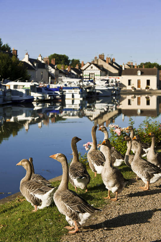 无人,家,站,竖图,室外,白天,侧面,旅游,度假,草地,草坪,河流,美景,沙滩,树林,水,植物,鹅,鸟,法国,欧洲,阴影,光线,鸟类,水鸟,沙子,影子,房屋,屋子,河岸,河水,河滩,景观,水流,沙地,注视,娱乐,楼房,住宅,草,树,树木,蓝色,绿色,倒影,蓝天,天空,阳光,自然,天,观察,看,站着,享受,休闲,景色,放松,生长,晴朗,成长,观看,察看,倒映,西欧,关注,法兰西,自然风光,万里无云,法兰西共和国,法兰西第五共和国,反照,卢瓦雷省,中央大区,晴空,晴空万里,站立,半身,彩图,房子,布里阿尔,蒙塔日区
