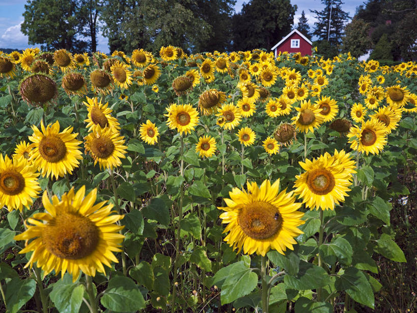 无人,家,横图,室外,白天,正面,爱情,旅游,度假,幸福,草地,草坪,花海,花圃,美景,树林,太阳,植物,向日葵,叶子,瑞典,欧洲,阴影,盛开,光线,影子,房屋,屋子,景观,云,云朵,花蕾,云彩,娱乐,楼房,住宅,草,花,花瓣,花朵,花卉,鲜花,树,树木,黄色,蓝色,绿色,白云,蓝天,天空,阳光,自然,花丛,花束,花田,天,花苞,花蕊,享受,休闲,景色,放松,生长,晴朗,成长,斯堪的纳维亚,自然风光,北欧,斯堪的那维亚,斯堪的那维亚半岛,斯堪的纳维亚半岛,光辉,沉默,忠诚,勇敢,投缘,爱慕,瑞典王国,东约特兰省,高傲,朝阳花,葵花,望日莲,向阳花,转日莲,晴空,彩图,房子