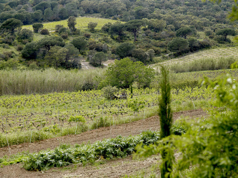 无人,果园,横图,室外,白天,正面,旅游,度假,草地,草坪,美景,山,山脉,树林,田园,植物,法国,欧洲,阴影,光线,影子,景观,山峰,山峦,娱乐,葡萄园,架子,草,树,树木,绿色,阳光,自然,庄园,群山,享受,休闲,景色,放松,生长,成长,支撑,固定,西欧,法兰西,自然风光,葡萄架,瓦尔省,法兰西共和国,法兰西第五共和国,普罗旺斯.阿尔卑斯.蓝色海岸,普罗旺斯.阿尔卑斯.蓝色海岸大区,瓦尔,圣特罗佩,彩图