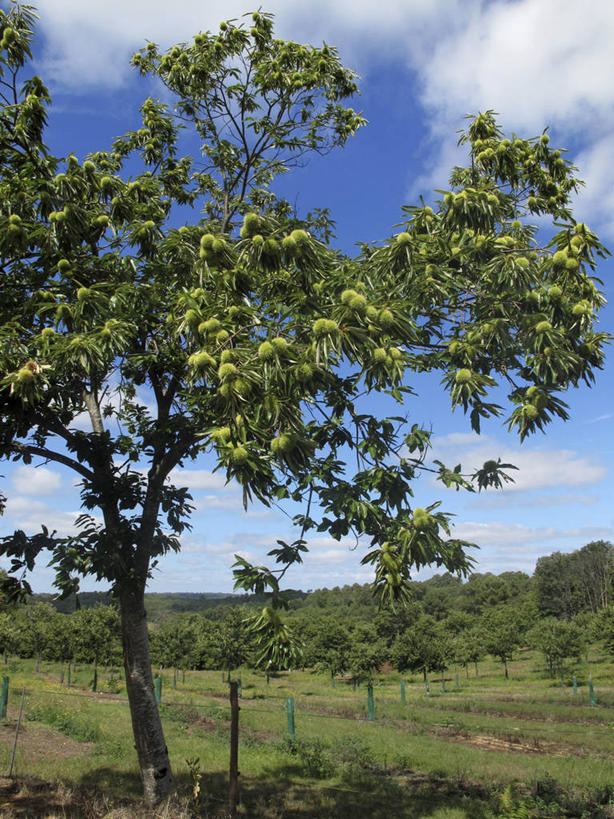 无人,竖图,室外,白天,正面,旅游,度假,草地,草坪,美景,树林,植物,法国,欧洲,阴影,光线,影子,景观,云,云朵,板栗树,云彩,娱乐,草,树,树木,蓝色,绿色,白云,蓝天,天空,阳光,自然,天,享受,休闲,景色,放松,生长,晴朗,成长,西欧,法兰西,自然风光,法兰西共和国,阿基坦,法兰西第五共和国,多尔多涅省,亚魁当,阿基坦大区,多尔多涅,晴空,彩图,栗子树