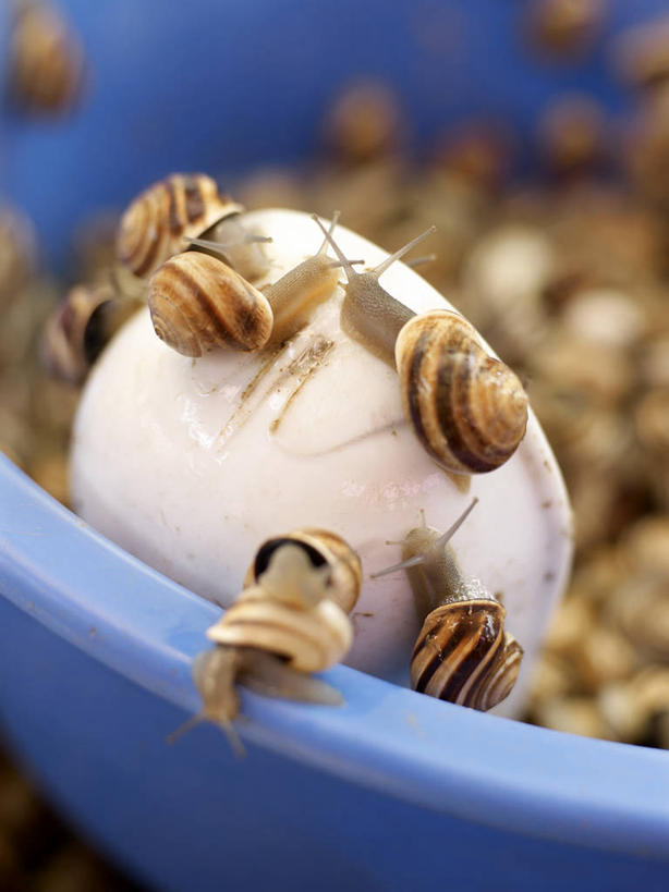 无人,竖图,俯视,室外,特写,白天,一群,许多,阴影,朦胧,模糊,反射,蜗牛,影子,塑料,很多,停留,一个,蓝色,动物,容器,塑料制品,脸盆,单个,储藏,软体动物,停止,储存,逗留,停顿,半身,彩图,高角度拍摄,贮存