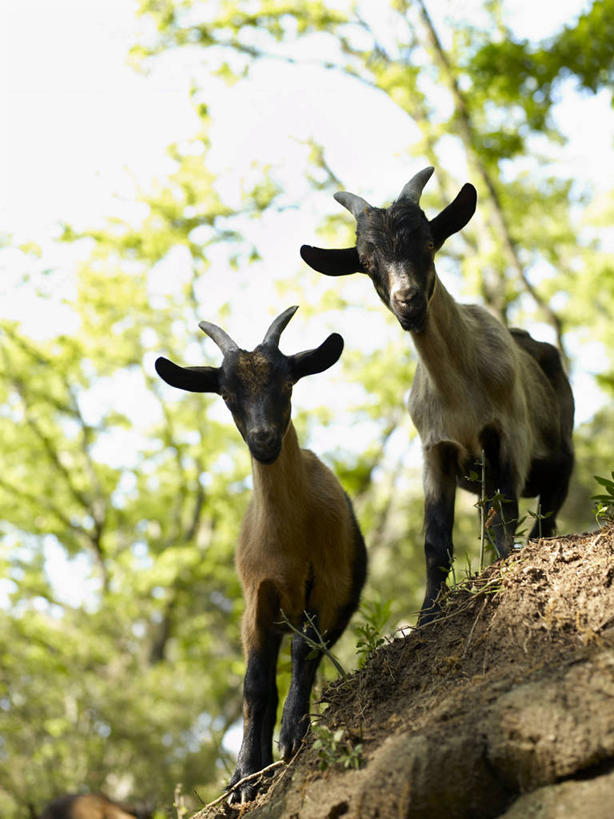 无人,站,竖图,室外,白天,正面,美景,植物,野生动物,羊,法国,欧洲,阴影,光线,影子,景观,注视,树,树木,绿色,天空,阳光,自然,动物,天,观察,看,站着,两只,景色,可爱,活泼,生长,成长,观看,察看,西欧,关注,法兰西,自然风光,瓦尔省,法兰西共和国,法兰西第五共和国,普罗旺斯.阿尔卑斯.蓝色海岸,普罗旺斯.阿尔卑斯.蓝色海岸大区,瓦尔,圣特罗佩,山羊,站立,彩图,全身