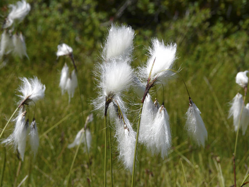 无人,横图,室外,白天,正面,旅游,度假,草地,草坪,美景,植物,法国,欧洲,阴影,盛开,光线,影子,景观,花蕾,娱乐,草,花,花瓣,花朵,鲜花,绿色,白色,阳光,自然,花苞,花蕊,享受,休闲,景色,放松,西欧,法兰西,自然风光,法兰西共和国,法兰西第五共和国,南部.比利牛斯,上比利牛斯省,南部.比利牛斯大区,彩图