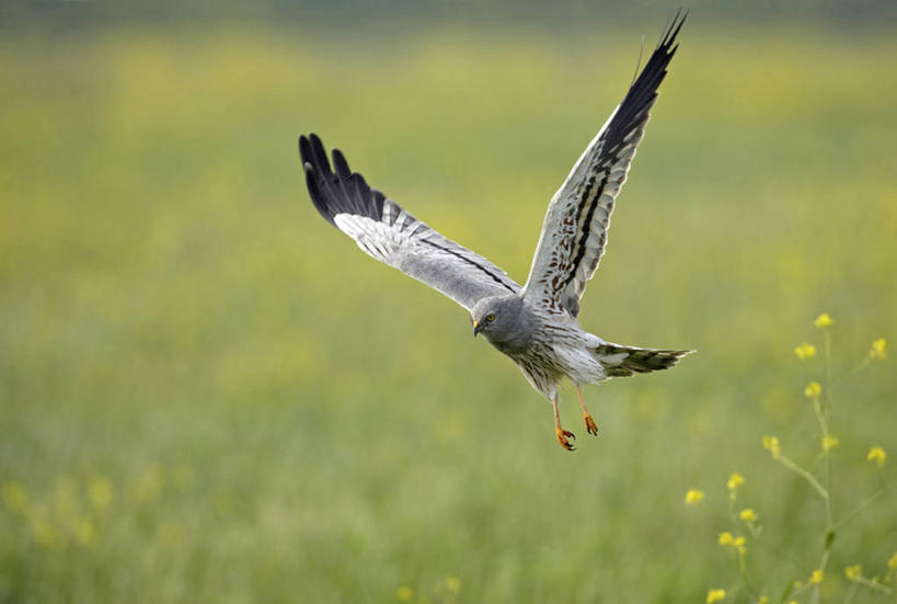 无人,横图,室外,白天,正面,草地,草坪,花海,花圃,美景,植物,鸟,野生动物,鹰,叶子,法国,欧洲,飞翔,伸展,张开,展翅,朦胧,模糊,盛开,飞行,翅膀,鸟类,景观,翱翔,花蕾,飞,草,花,花瓣,花朵,花卉,鲜花,一只,黄色,绿色,自然,动物,花丛,花束,花田,花苞,花蕊,景色,西欧,法兰西,自然风光,凶猛,张开翅膀,鹞,鸢,法兰西共和国,卢瓦尔河地区,法兰西第五共和国,展开翅膀,卢瓦尔,卢瓦尔大区,卢瓦尔河大区,旺代省,残暴,凶残,彩图,全身,乌灰鹞