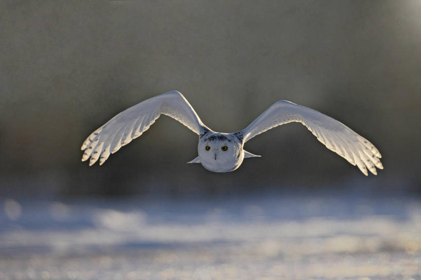 无人,横图,室外,白天,正面,美景,雪,大雪,鸟,野生动物,加拿大,飞翔,伸展,张开,展翅,阴影,朦胧,模糊,飞行,光线,翅膀,鸟类,影子,积雪,景观,雪景,冬季,冬天,翱翔,注视,飞,一只,阳光,自然,动物,观察,看,景色,寒冷,观看,察看,北美,北美洲,关注,自然风光,美洲,凶猛,张开翅膀,雪鸮,雪枭,北亚美利加洲,亚美利加洲,严寒,白鸮,白夜猫子,雪猫头鹰,魁北克省,展开翅膀,怪鸱,鸺鸱,残暴,凶残,鸮,枭,彩图,全身,古壁省,魁省,鸱鸮,鸮角鸱