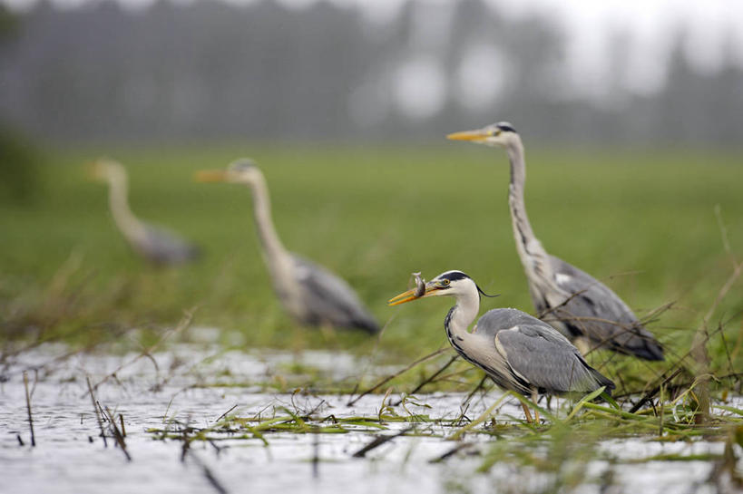 无人,站,横图,室外,白天,侧面,旅游,度假,草地,草坪,河流,美景,水,植物,鸟,法国,欧洲,四只,朦胧,模糊,苍鹭,鸟类,河水,景观,水流,注视,娱乐,草,绿色,自然,观察,看,站着,享受,休闲,景色,放松,观看,察看,西欧,关注,法兰西,自然风光,法兰西共和国,卢瓦尔河地区,法兰西第五共和国,灰鹳,卢瓦尔,卢瓦尔大区,卢瓦尔河大区,曼恩.卢瓦尔省,站立,彩图,全身