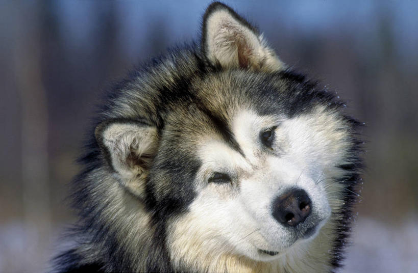 无人,站,横图,室外,特写,白天,正面,美景,树林,雪,植物,大雪,宠物,狗,朦胧,模糊,积雪,景观,雪景,冬季,冬天,注视,树,树木,一只,绿色,自然,动物,观察,看,站着,景色,寒冷,可爱,生长,成长,观看,察看,关注,自然风光,雪橇犬,忠诚,严寒,阿拉斯加马拉缪特,阿拉斯加马拉穆,阿拉斯加犬,阿拉斯加雪橇犬,犬,站立,半身,彩图