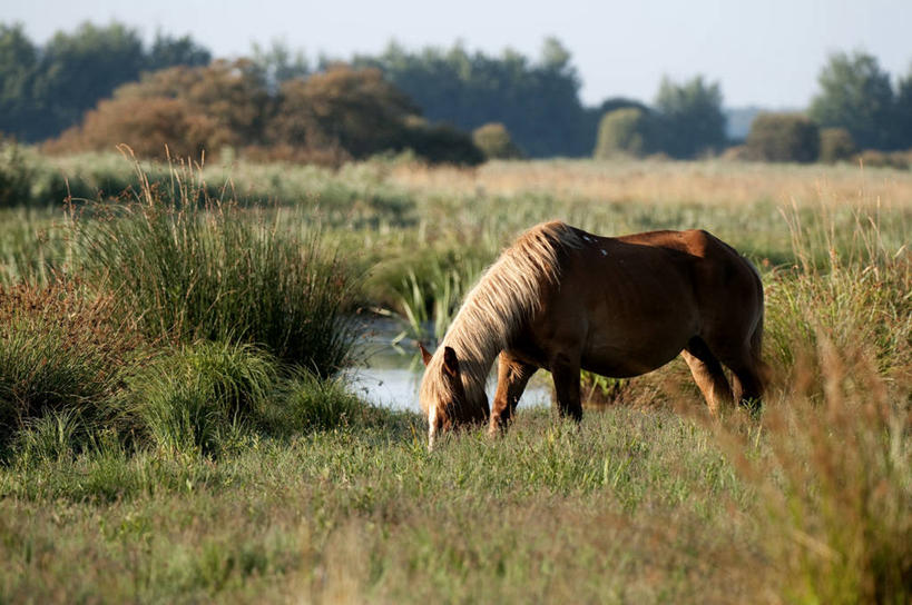 无人,站,横图,室外,白天,侧面,旅游,度假,草地,草坪,美景,树林,植物,马,野生动物,法国,欧洲,阴影,光线,影子,景观,注视,娱乐,一匹,草,树,树木,蓝色,绿色,蓝天,天空,阳光,自然,动物,天,低头,观察,看,站着,享受,休闲,景色,放松,运输,牲畜,生长,晴朗,成长,观看,察看,西欧,关注,法兰西,自然风光,万里无云,法兰西共和国,卢瓦尔河地区,法兰西第五共和国,垂头,卢瓦尔,卢瓦尔大区,卢瓦尔河大区,晴空,晴空万里,站立,彩图,全身,大西洋岸卢瓦尔省,大西洋卢瓦尔省,圣纳泽尔区,圣昂德雷代奥