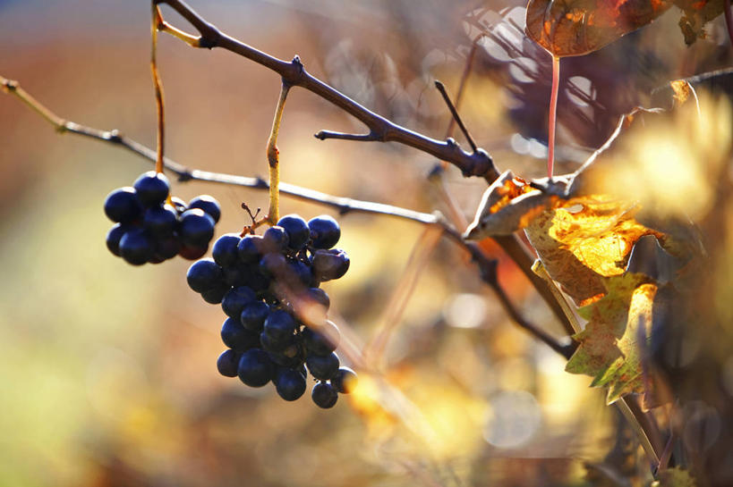 无人,果园,横图,室外,特写,白天,正面,美景,秋季,田园,葡萄,水果,叶子,法国,欧洲,吊挂,悬挂,阴影,朦胧,模糊,新鲜,光线,影子,景观,生食,食品,果实,枯叶,落叶,挂,葡萄园,食物,阳光,自然,庄园,景色,有机食品,绿色食品,西欧,沃克吕兹省,法兰西,自然风光,法兰西共和国,法兰西第五共和国,普罗旺斯.阿尔卑斯.蓝色海岸,叶,叶片,秋,秋天,山葫芦,蒲桃,草龙珠,彩图,阿普特区,梅内尔伯