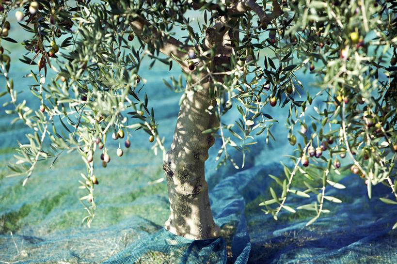 无人,横图,俯视,室外,特写,白天,美景,植物,橄榄,水果,法国,欧洲,阴影,新鲜,光线,影子,景观,生食,食品,果实,枝条,树,树木,树枝,食物,绿色,阳光,自然,景色,有机食品,绿色食品,生长,成长,黑橄榄,西欧,沃克吕兹省,法兰西,自然风光,乌橄榄,乌榄,法兰西共和国,法兰西第五共和国,橄榄树,齐墩果,油橄榄,虬枝,枝杈,普罗旺斯.阿尔卑斯.蓝色海岸,青果,白榄,彩图,高角度拍摄