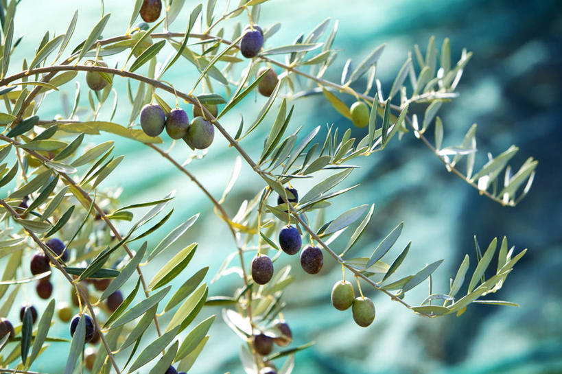 无人,横图,室外,特写,白天,正面,美景,植物,橄榄,水果,法国,欧洲,阴影,朦胧,模糊,新鲜,光线,影子,景观,生食,食品,果实,枝条,树,树木,树枝,食物,绿色,阳光,自然,景色,有机食品,绿色食品,生长,成长,黑橄榄,西欧,沃克吕兹省,法兰西,自然风光,乌橄榄,乌榄,法兰西共和国,法兰西第五共和国,橄榄树,齐墩果,油橄榄,虬枝,枝杈,普罗旺斯.阿尔卑斯.蓝色海岸,青果,白榄,彩图