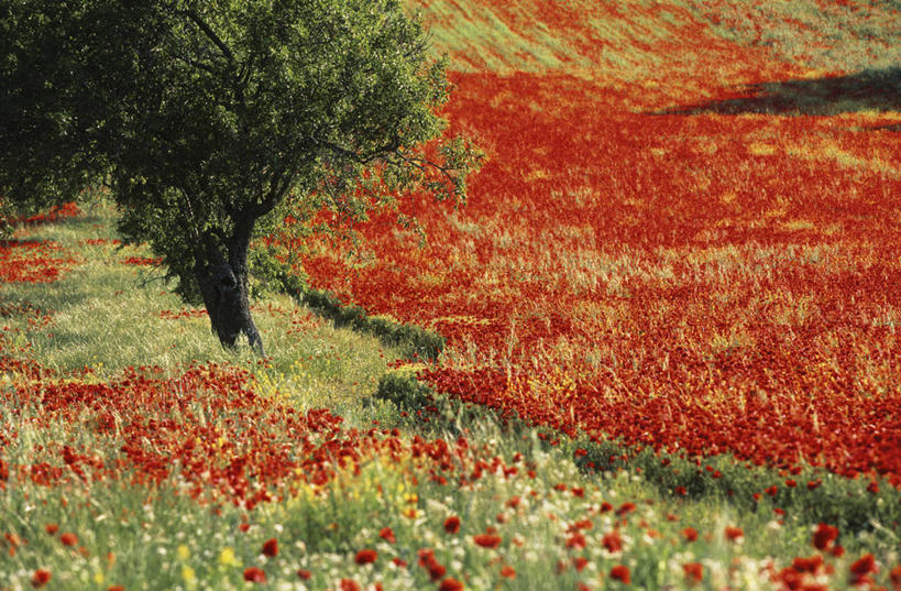 无人,横图,室外,白天,正面,旅游,度假,草地,草坪,花海,花圃,美景,植物,罂粟,叶子,法国,欧洲,阴影,盛开,光线,影子,景观,草药,花蕾,娱乐,中药,草,花,花瓣,花朵,花卉,鲜花,树,树木,红色,绿色,阳光,自然,花丛,花束,花田,花苞,花蕊,享受,休闲,景色,放松,生长,成长,毒品,西欧,法兰西,自然风光,药材,中草药,艾克斯,中药材,本草,法兰西共和国,止痛,镇静,安眠,红罂粟,法兰西第五共和国,普罗旺斯.阿尔卑斯.蓝色海岸,普罗旺斯.阿尔卑斯.蓝色海岸大区,罗讷河口省,罗讷河口,罂粟花,米囊花,彩图,普罗旺斯地区艾克斯