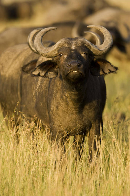 无人,公园,站,竖图,室外,白天,正面,旅游,度假,草地,草坪,美景,植物,牛,野生动物,非洲,肯尼亚,阴影,朦胧,模糊,光线,影子,景观,注视,娱乐,草,绿色,阳光,自然,动物,观察,看,站着,享受,休闲,景色,放松,三头,观看,察看,国家公园,关注,自然风光,凶猛,非洲水牛,阿非利加洲,肯尼亚共和国,马赛马拉国家公园,残暴,凶残,水牛,站立,半身,彩图,马赛马拉,马赛马拉国家保护区,马赛马拉国家野生动物保护区,非洲野牛
