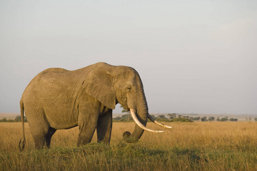 无人,公园,站,横图,室外,白天,侧面,旅游,度假,草地,草坪,美景,植物,哺乳动物,大象,野生动物,非洲,肯尼亚,一头,景观,非洲象,注视,娱乐,草,树,树木,绿色,天空,自然,动物,天,观察,看,站着,享受,休闲,景色,放松,生长,成长,观看,察看,国家公园,关注,自然风光,阿非利加洲,肯尼亚共和国,马赛马拉国家公园,象,站立,彩图,全身,马赛马拉,马赛马拉国家保护区,马赛马拉国家野生动物保护区,非洲草原象