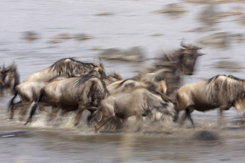 无人,公园,横图,室外,白天,侧面,旅游,度假,河流,美景,水,野生动物,羊,非洲,肯尼亚,一群,许多,奔驰,飞溅,朦胧,模糊,溅,羚羊,液体,河水,景观,水滴,水流,很多,注视,娱乐,水珠,自然,动物,奔跑,观察,看,享受,休闲,景色,放松,可爱,活泼,观看,察看,国家公园,关注,喷洒,自然风光,角马,牛羚,阿非利加洲,肯尼亚共和国,马赛马拉国家公园,斑纹角马,黑斑牛羚,黑尾牛羚,蓝角马,半身,彩图,马赛马拉,马赛马拉国家保护区,马赛马拉国家野生动物保护区