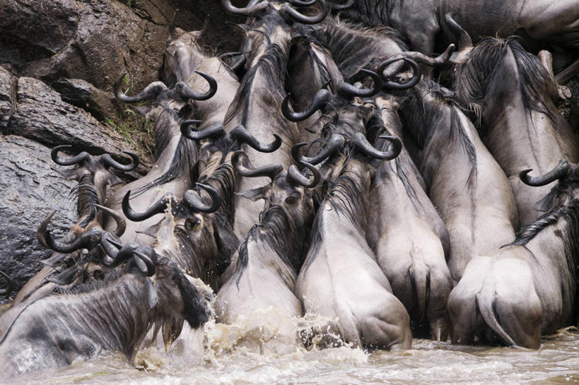 无人,公园,走,横图,俯视,室外,白天,旅游,度假,河流,美景,水,野生动物,羊,非洲,肯尼亚,一群,许多,飞溅,溅,羚羊,液体,河水,景观,水滴,水流,很多,娱乐,水珠,自然,动物,享受,休闲,景色,放松,可爱,活泼,国家公园,喷洒,自然风光,角马,牛羚,阿非利加洲,肯尼亚共和国,马赛马拉国家公园,斑纹角马,黑斑牛羚,黑尾牛羚,蓝角马,步行,散步,走路,半身,彩图,高角度拍摄,马赛马拉,马赛马拉国家保护区,马赛马拉国家野生动物保护区