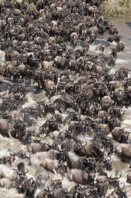 无人,公园,竖图,俯视,室外,白天,旅游,度假,河流,美景,水,野生动物,羊,非洲,肯尼亚,一群,许多,奔驰,飞溅,溅,羚羊,液体,河水,景观,水滴,水流,很多,娱乐,水珠,自然,动物,奔跑,享受,休闲,景色,放松,可爱,活泼,国家公园,喷洒,自然风光,角马,牛羚,阿非利加洲,肯尼亚共和国,马赛马拉国家公园,斑纹角马,黑斑牛羚,黑尾牛羚,蓝角马,半身,彩图,高角度拍摄,马赛马拉,马赛马拉国家保护区,马赛马拉国家野生动物保护区